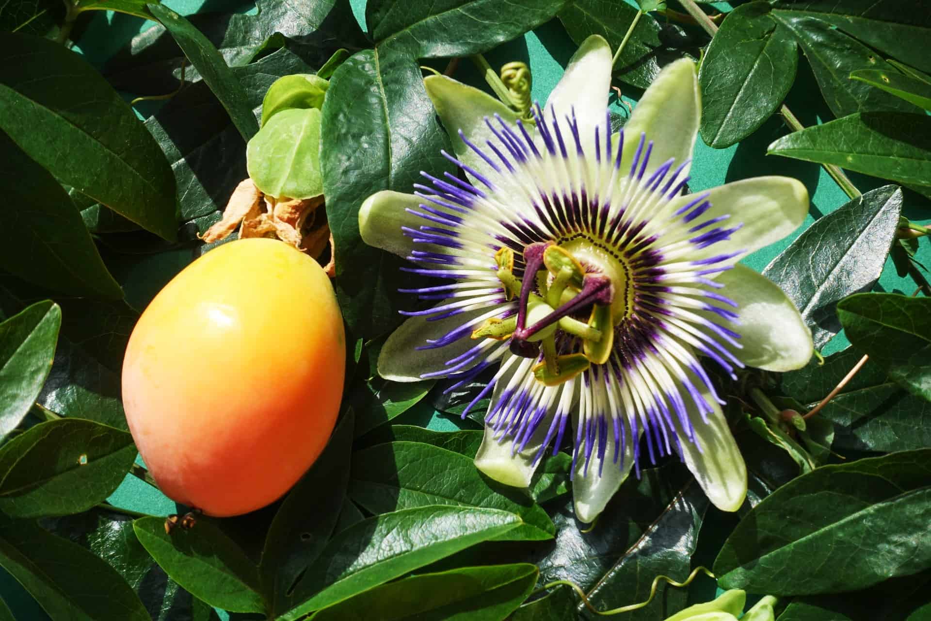 Compuestos bioactivos de la Parchita o Passiflora